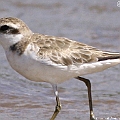 ID1 Greater Sand Plover NB<br />Canon EOS KDX + EF400 F5.6L